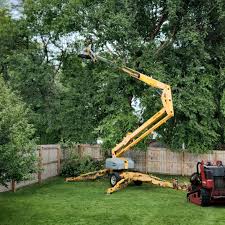 Reliable Parker, TX Tree Care Solutions