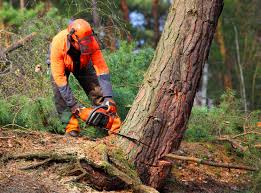 How Our Tree Care Process Works  in  Parker, TX