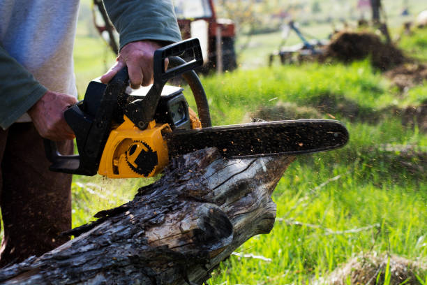 Best Stump Grinding and Removal  in Parker, TX